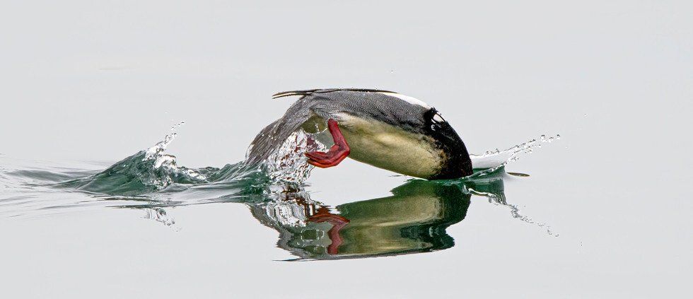 Duck Diving