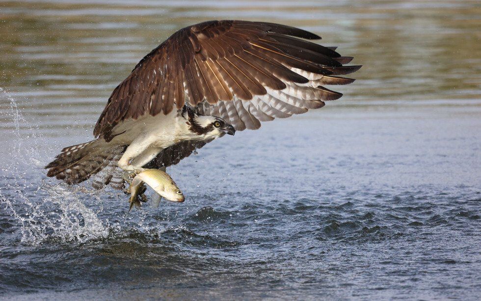 Best Action: Take Out