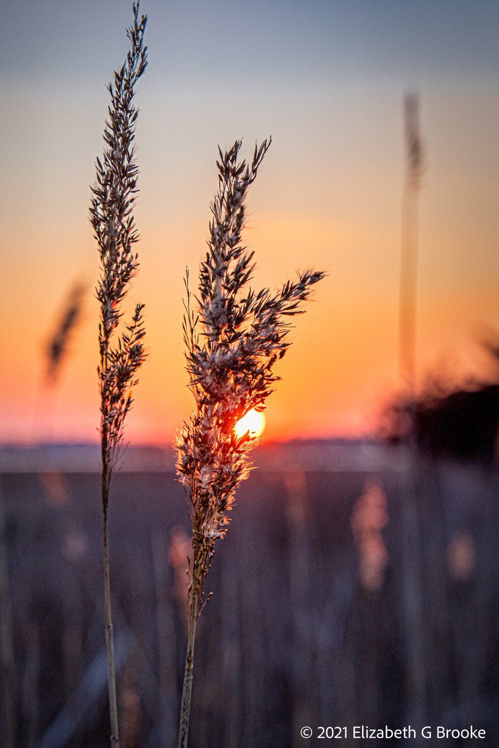 Reeds at sundown