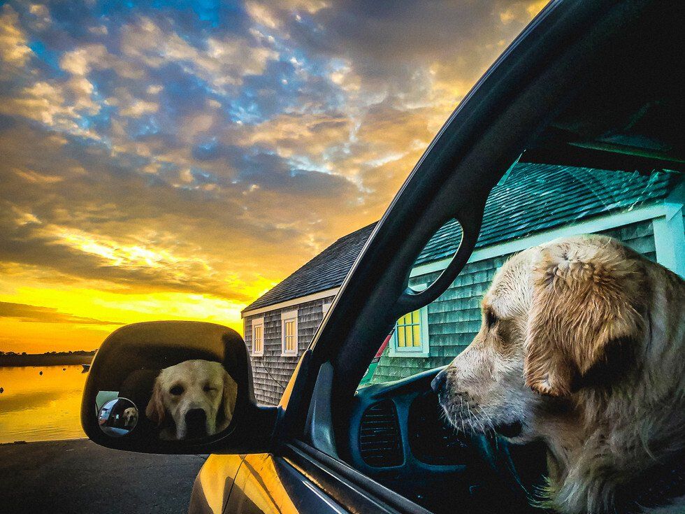 Adventures of Wink the One Eyed Golden