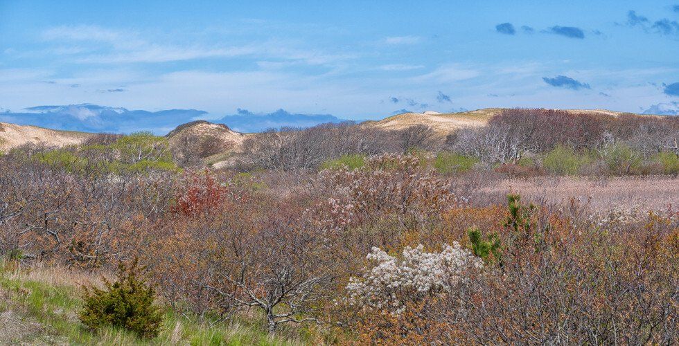 Provincetown Dunes