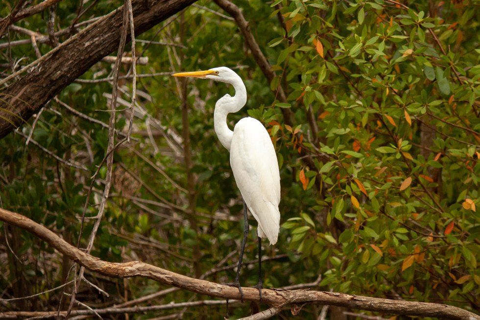 Egret in the Eve