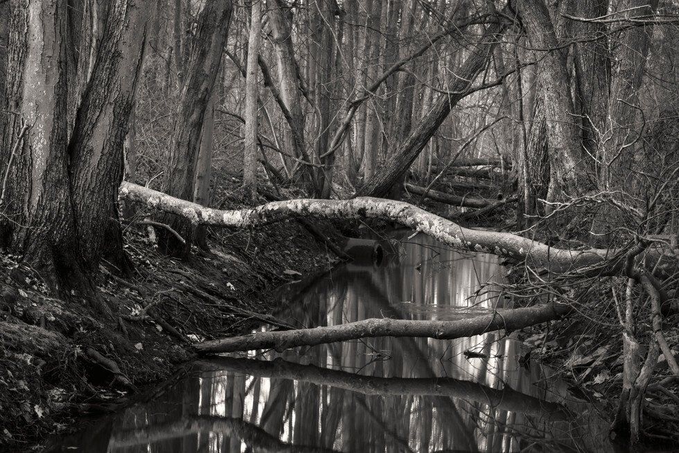 Webster Wood