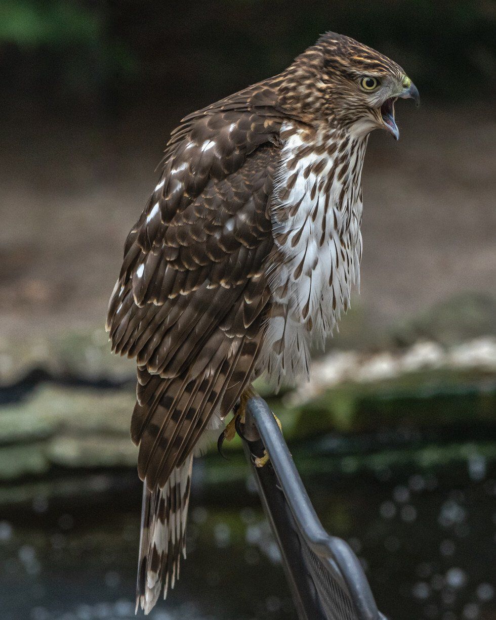 Hawk