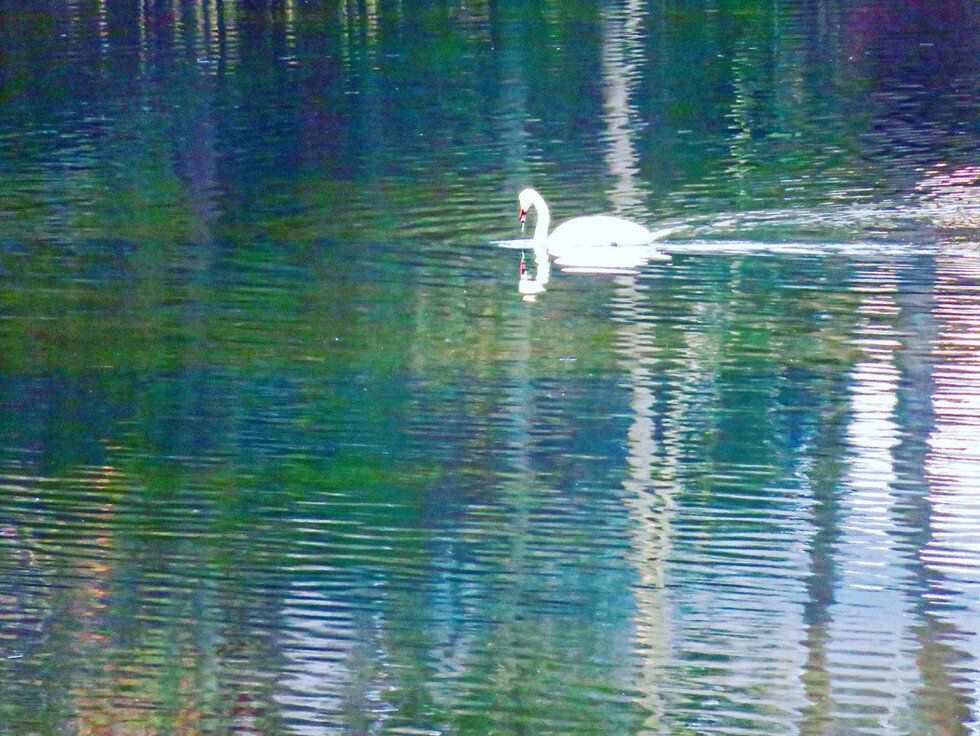 Eric Shapiro_Impressionists Two Step_Pop Wagner.jpeg