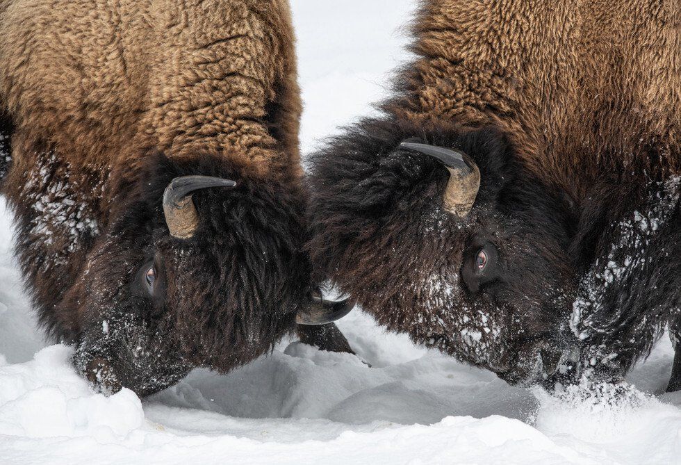 Buffalo Bull Face Off