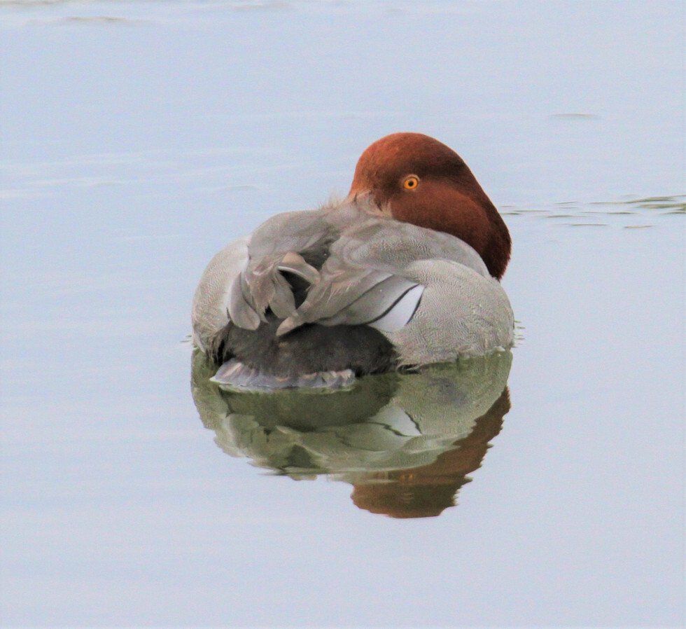 Here's Looking at You Kid