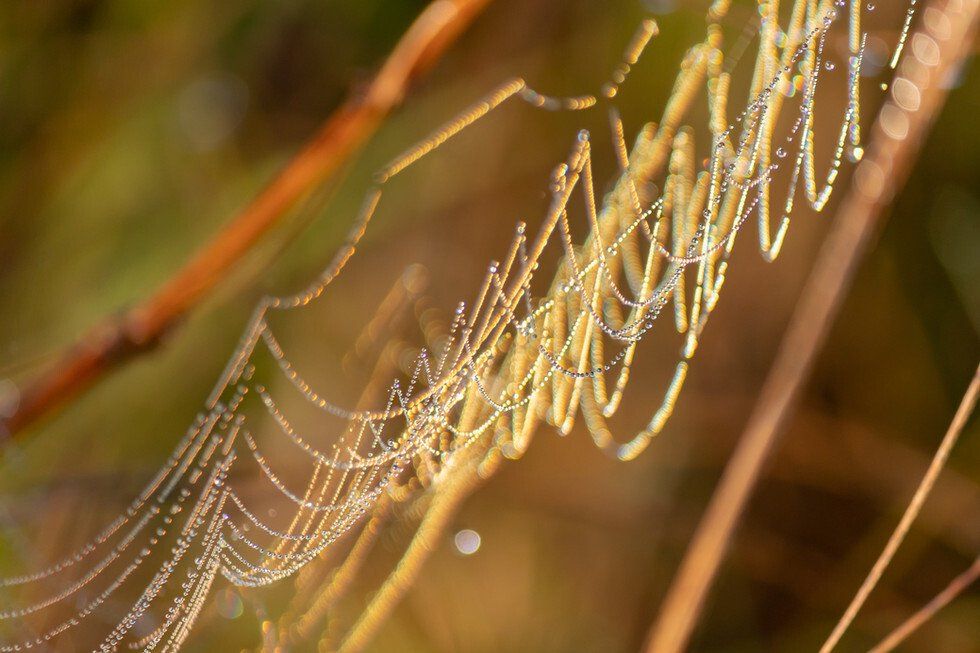 Silk and Diamonds.jpg