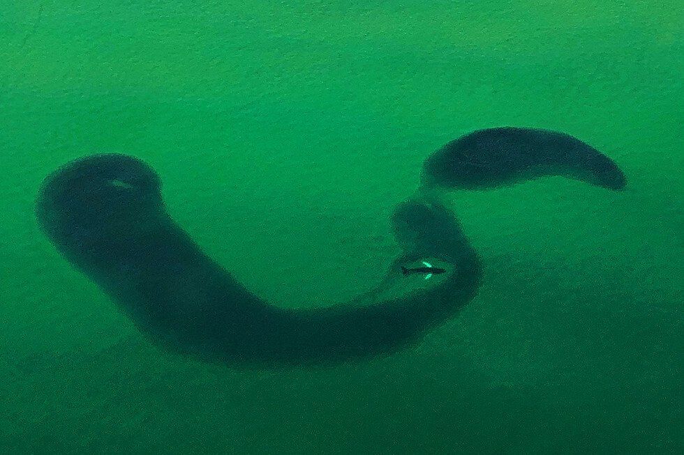 Humpback Whale Eats its way through a pod of Menhaden
