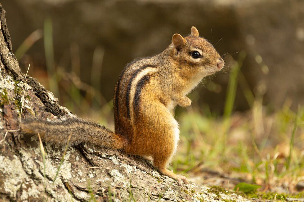 Moosehead 2021-02.jpg