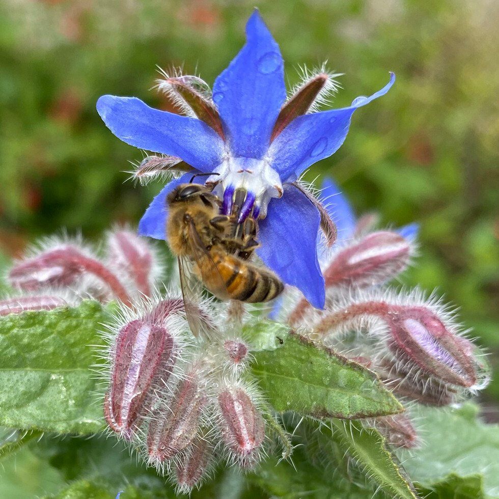 Laura Kelley_Buzz on Borage.jpg