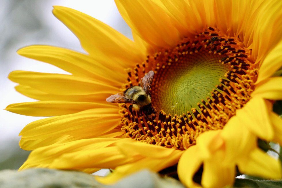 Emma Lang_Summer Days.jpg