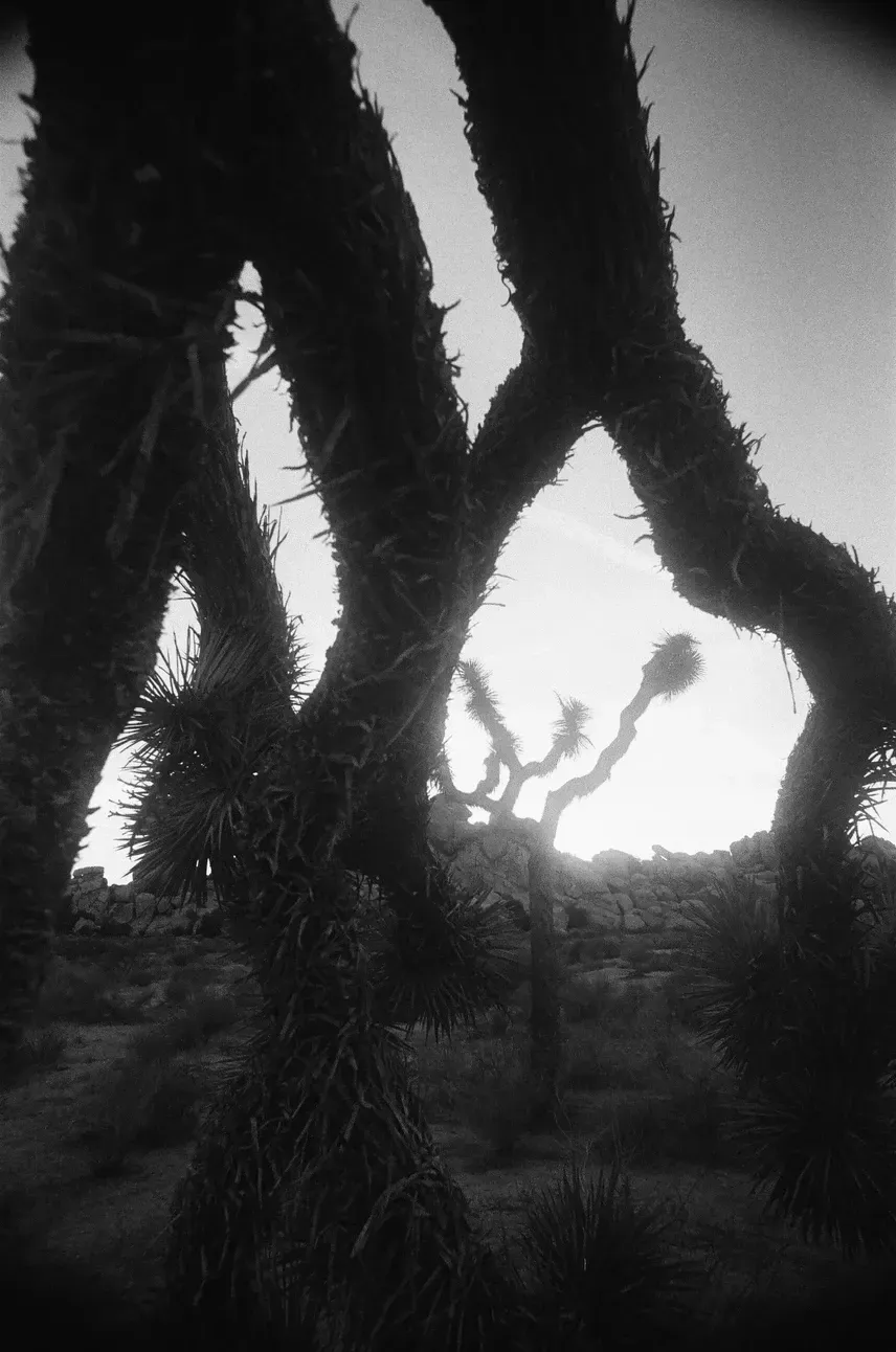 Reyn Adachi Walking With Giants.jpg