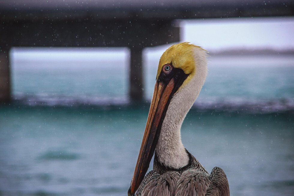 Pelican In The Storm