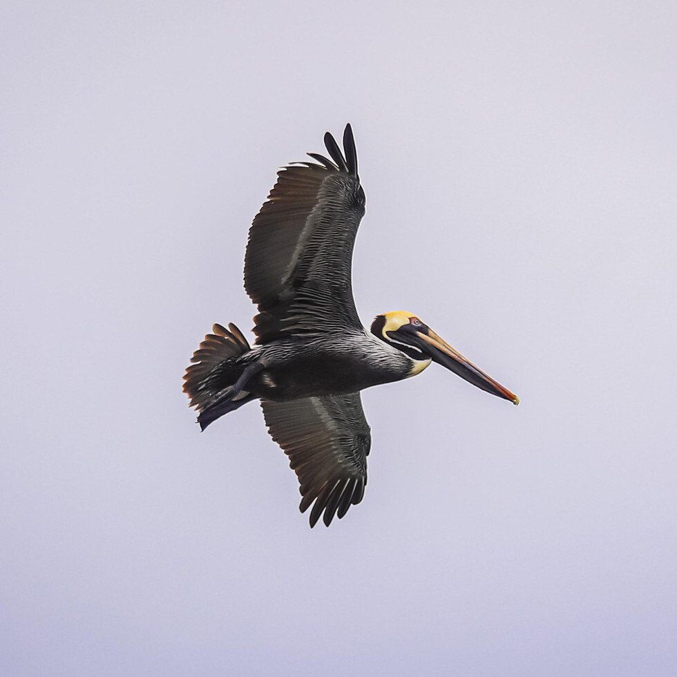 Coasting Pelican