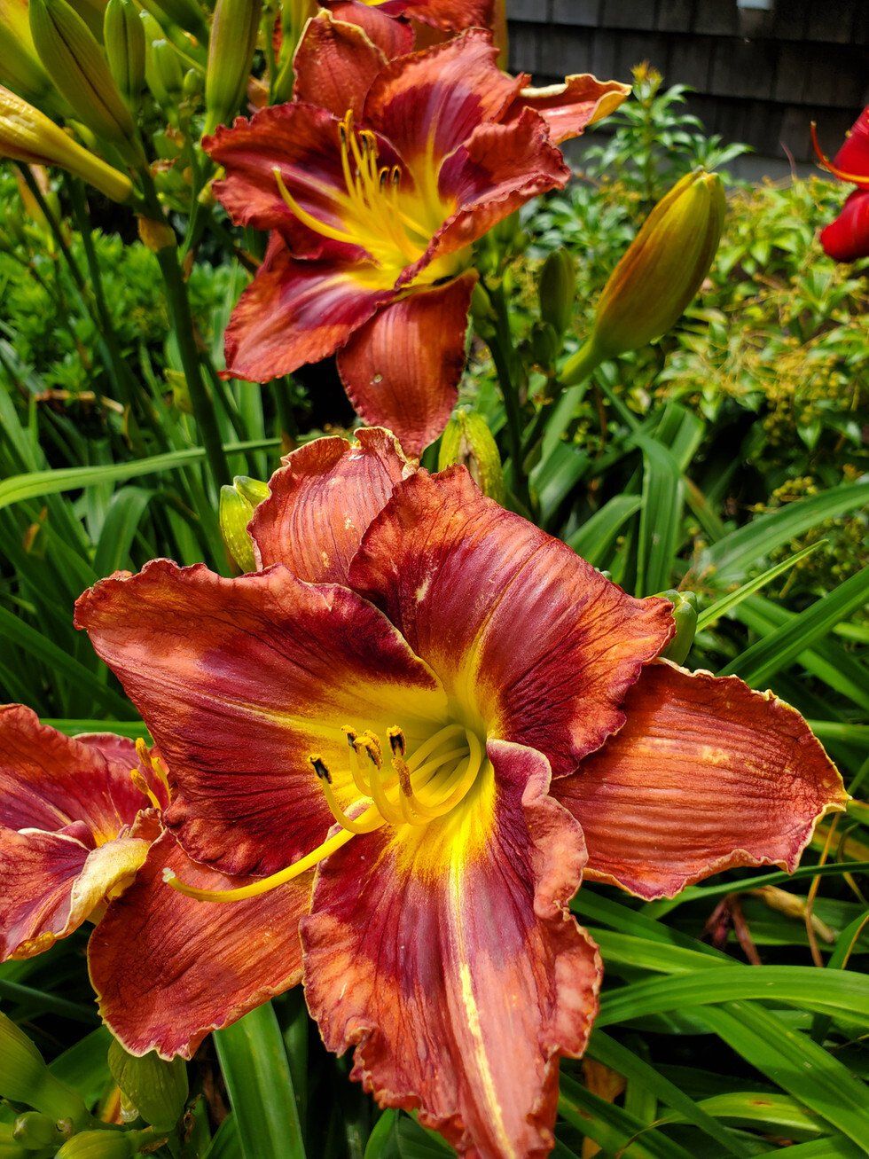 Daylilly