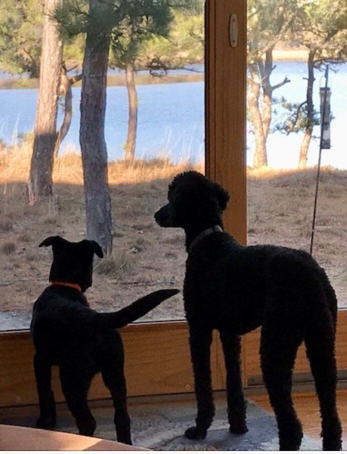 Joan Cancilla_You've Got A Friend_Carol King.jpeg