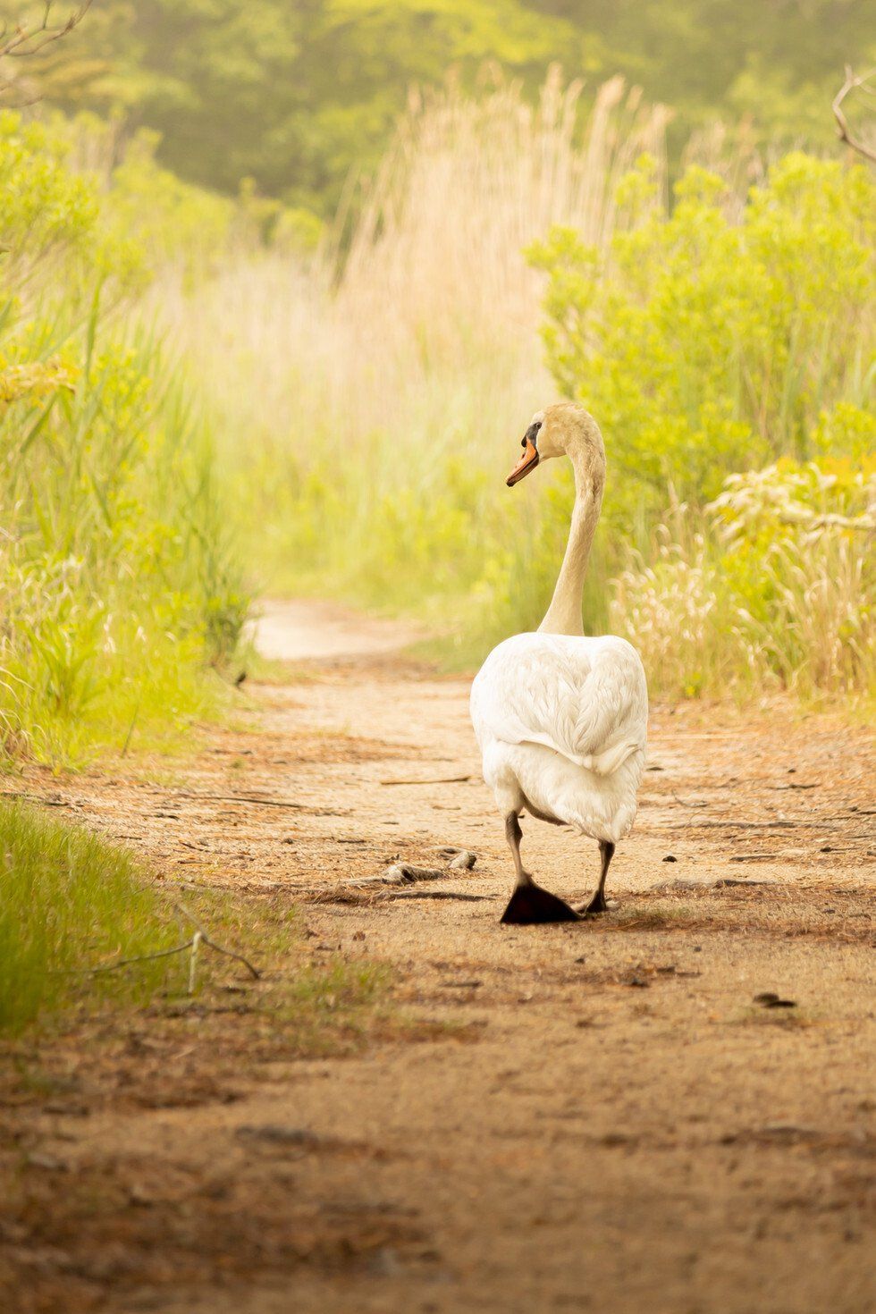 Bells Neck 6-3-2021-19.jpg