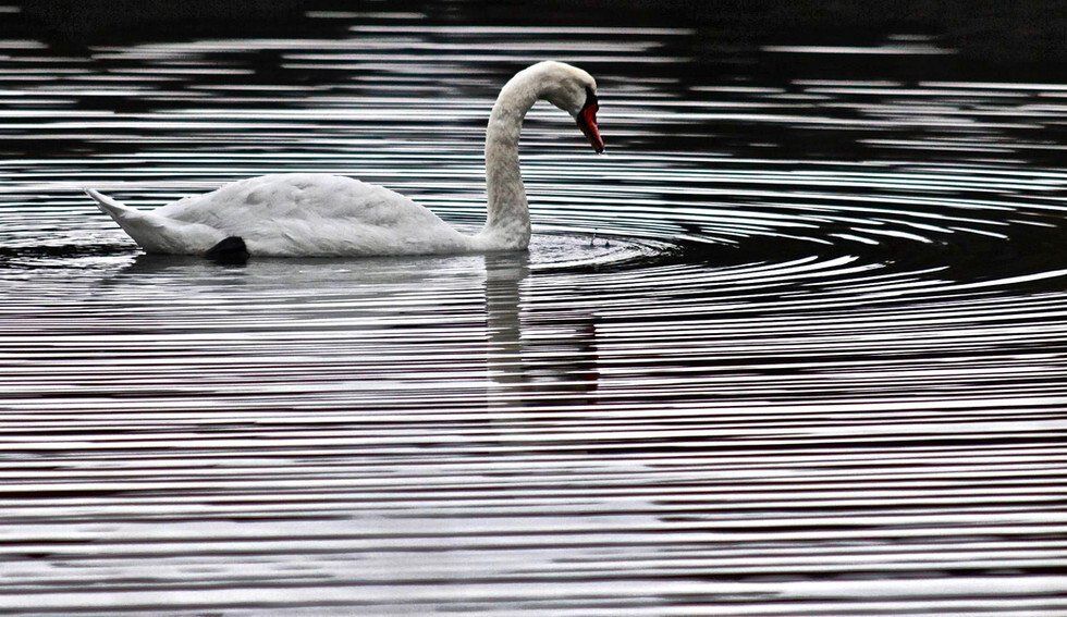Bill Zajak_Swan's Ripples.jpg