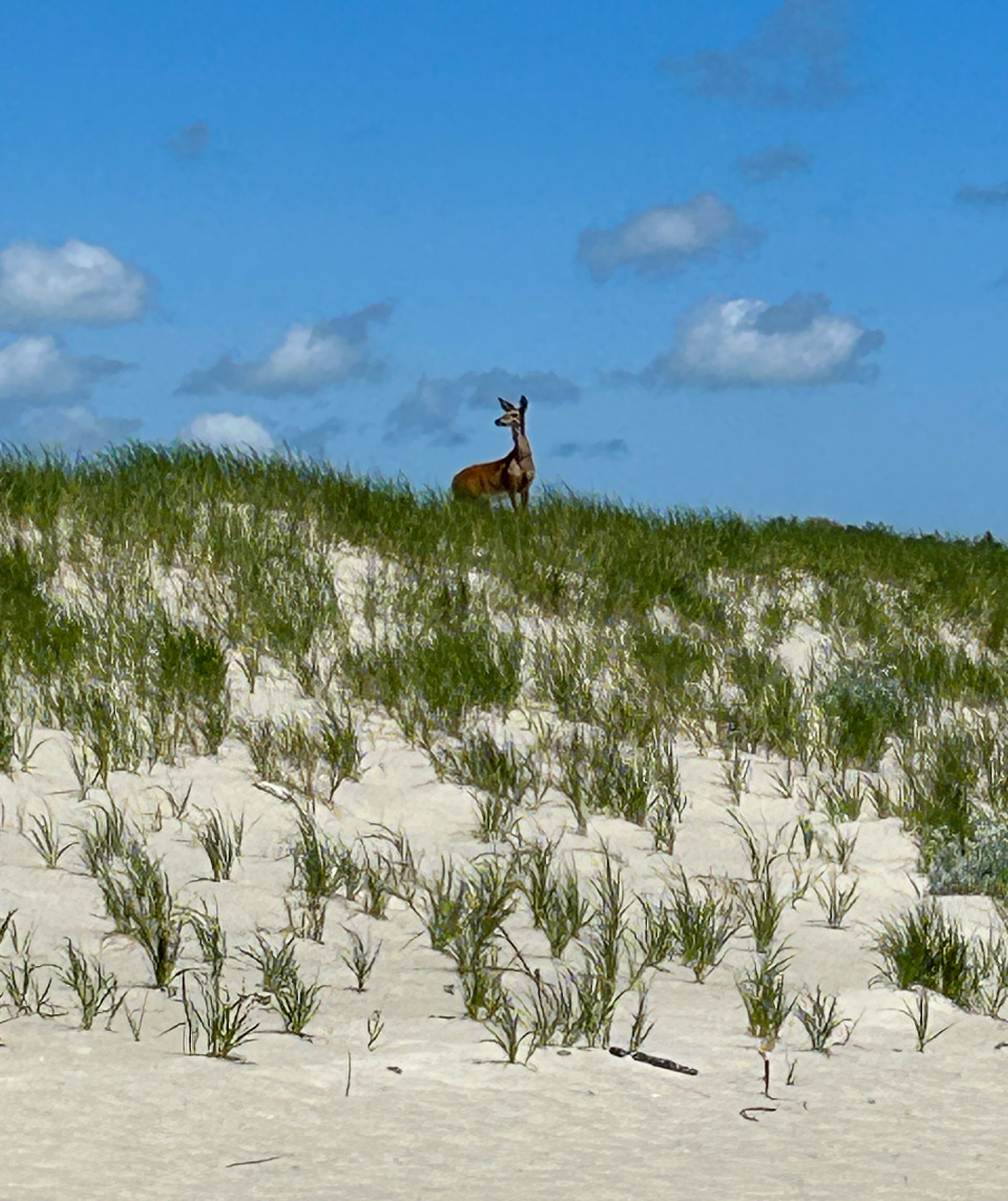 a deer standing on top of a sand dune