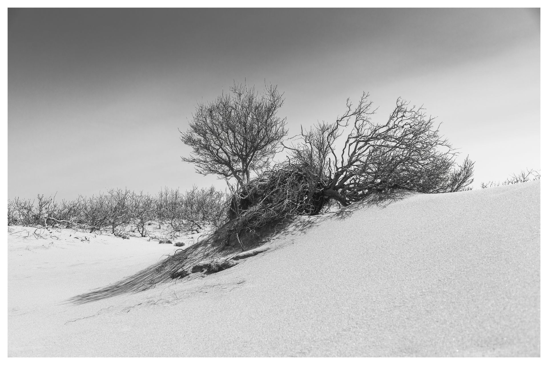 A black and white photo of a tree growing out of a sand dune.