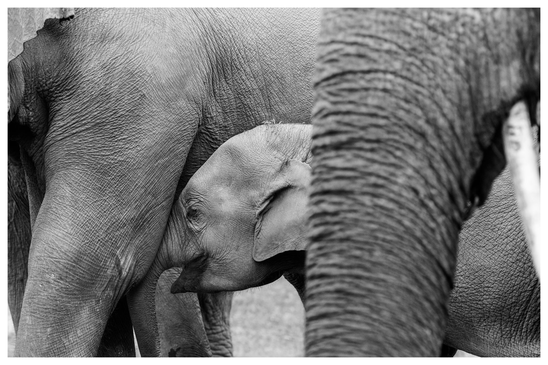 A baby elephant is drinking milk from its mother 's trunk in a black and white photo.