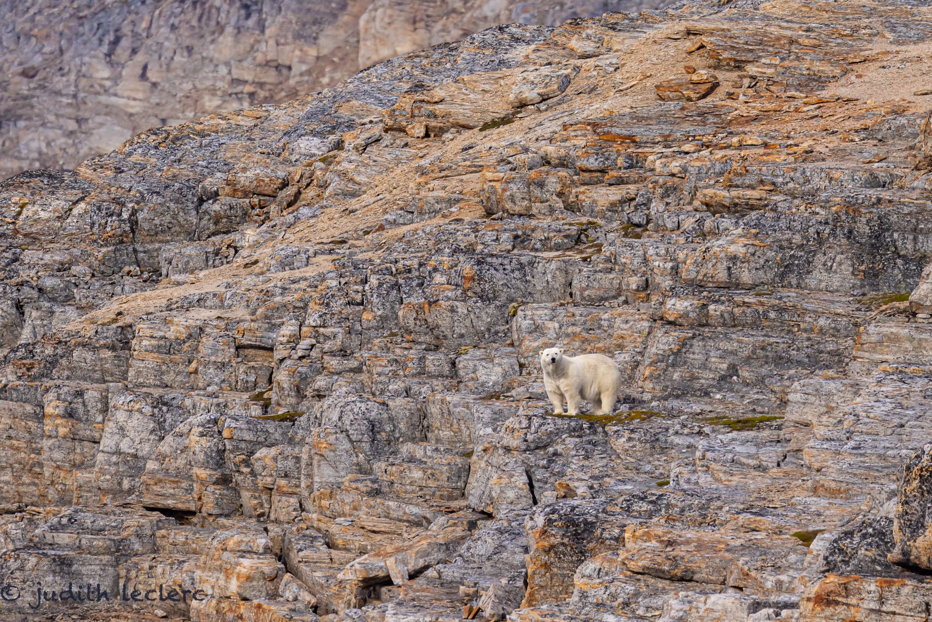 A polar bear is standing on top of a rocky hillside.