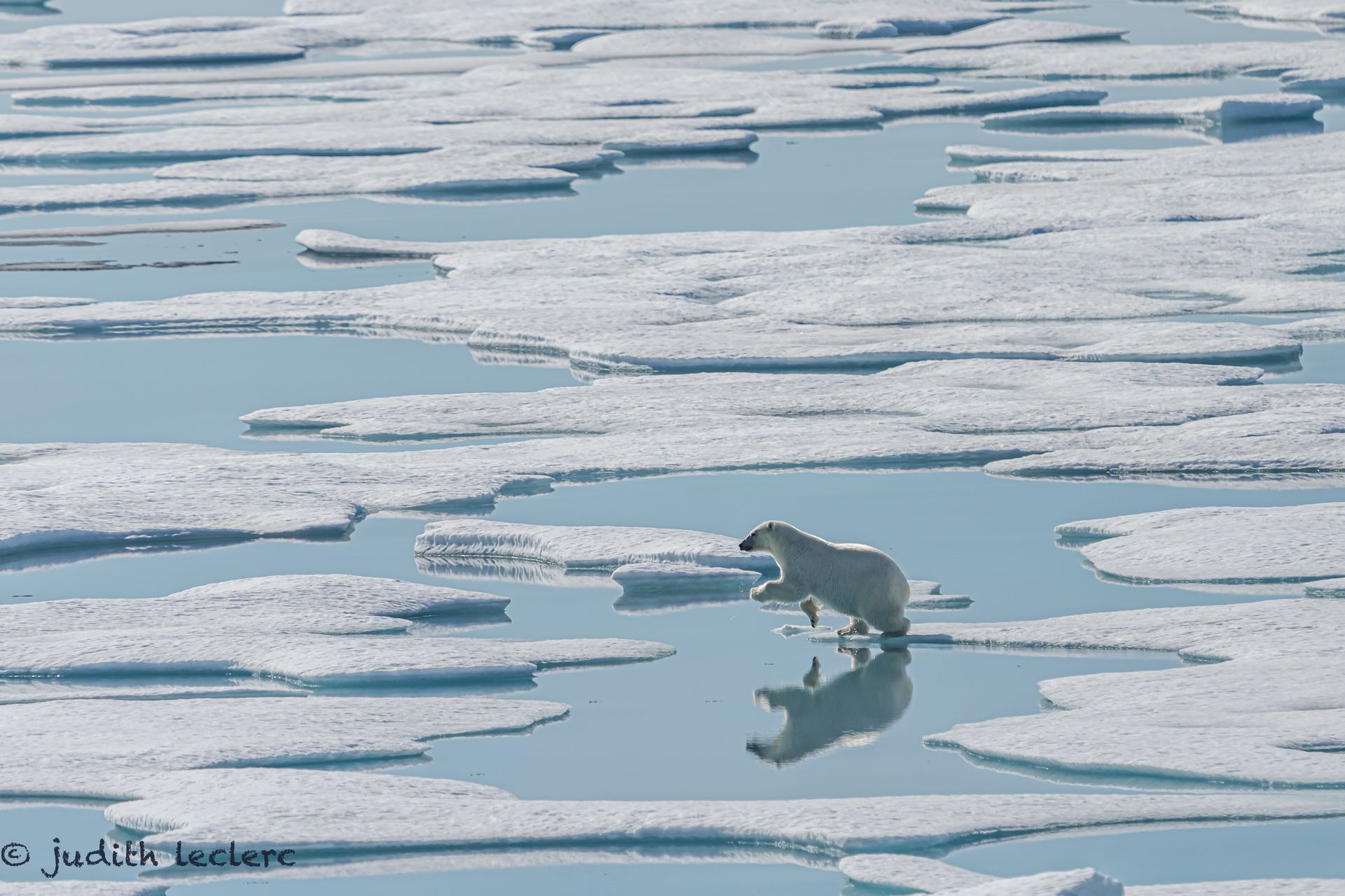 A polar bear is standing on ice in the water