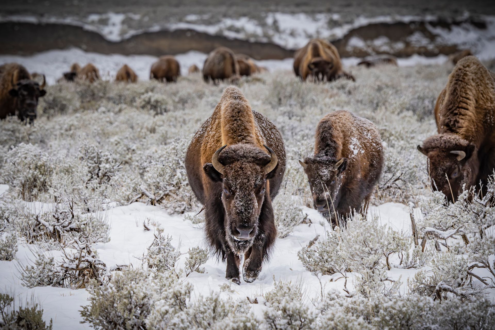 A herd of bison standing in a snowy field.