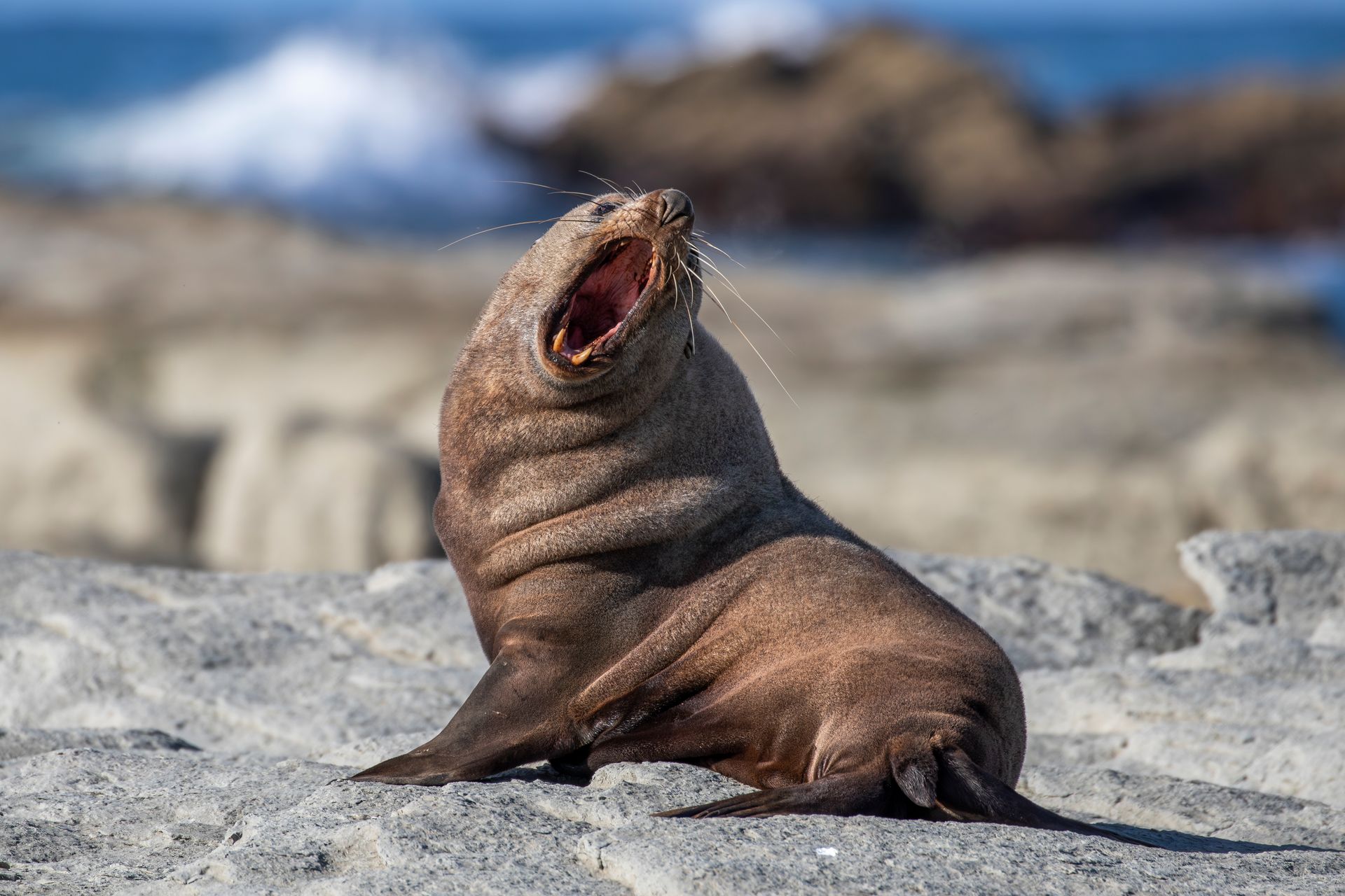 A seal is sitting on a rock with its mouth open.