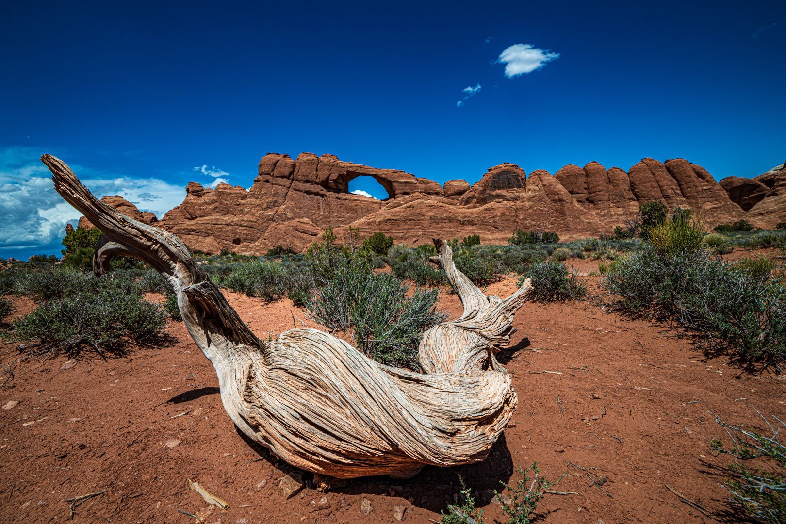 A large piece of driftwood is laying on the ground in the desert.