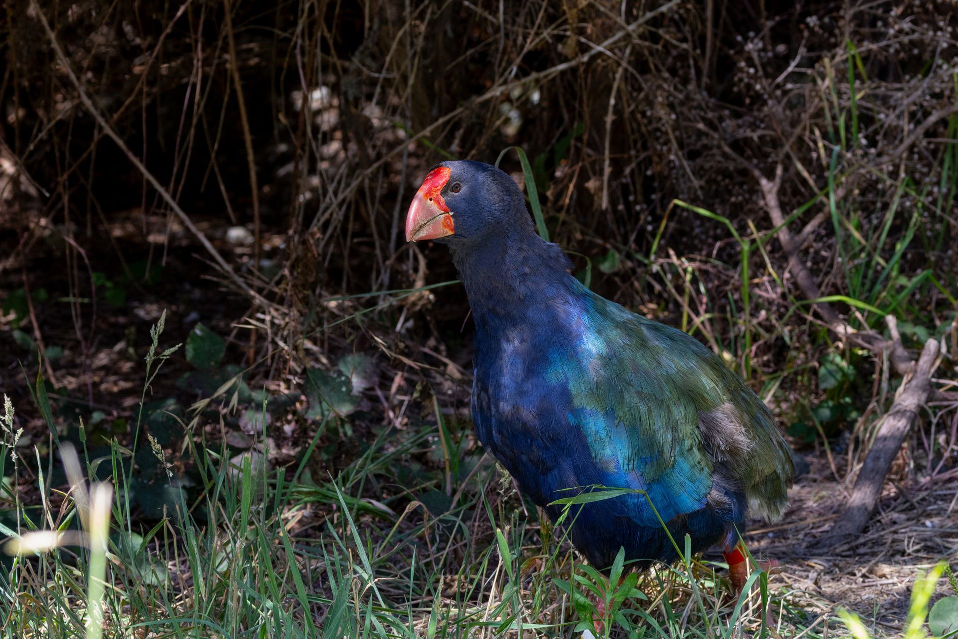 A purple bird with a red beak is standing in the grass.