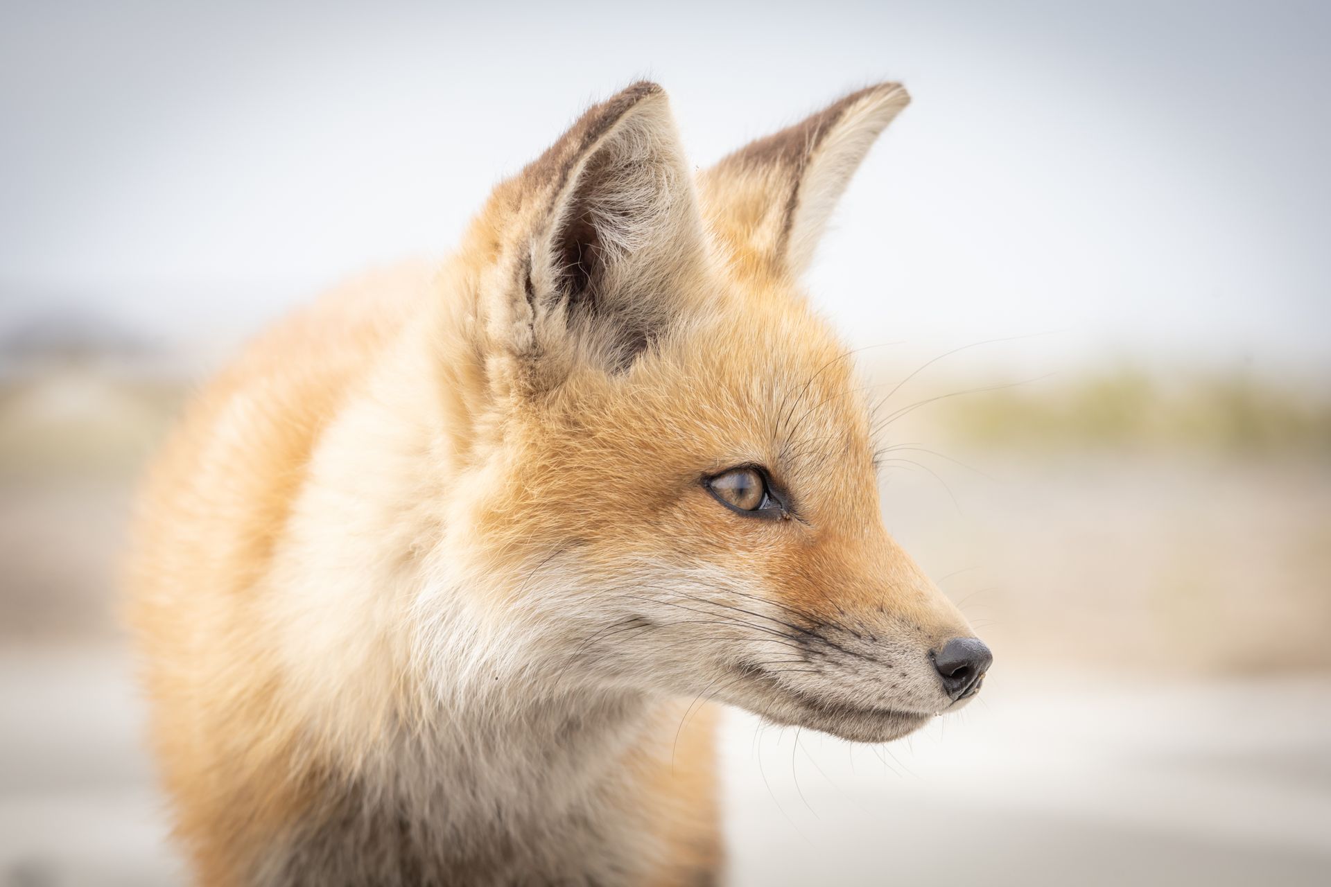 a close up of a red fox 's face with a blurry background .