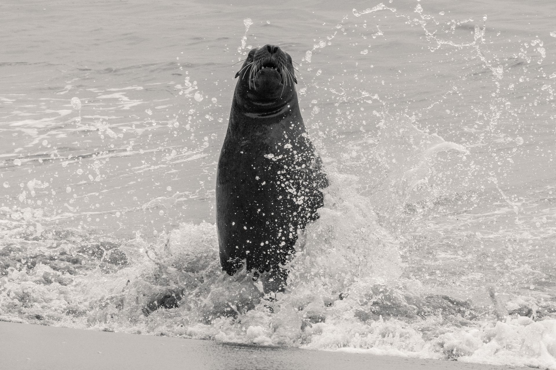 A seal is jumping out of the water on the beach.