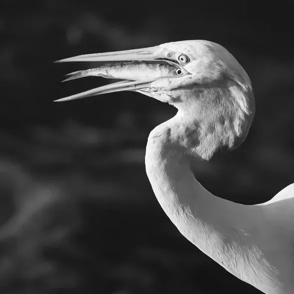Betsy Carothers Eye to Eye.jpg
