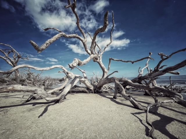 a tree with a lot of branches is laying on the ground on a beach .