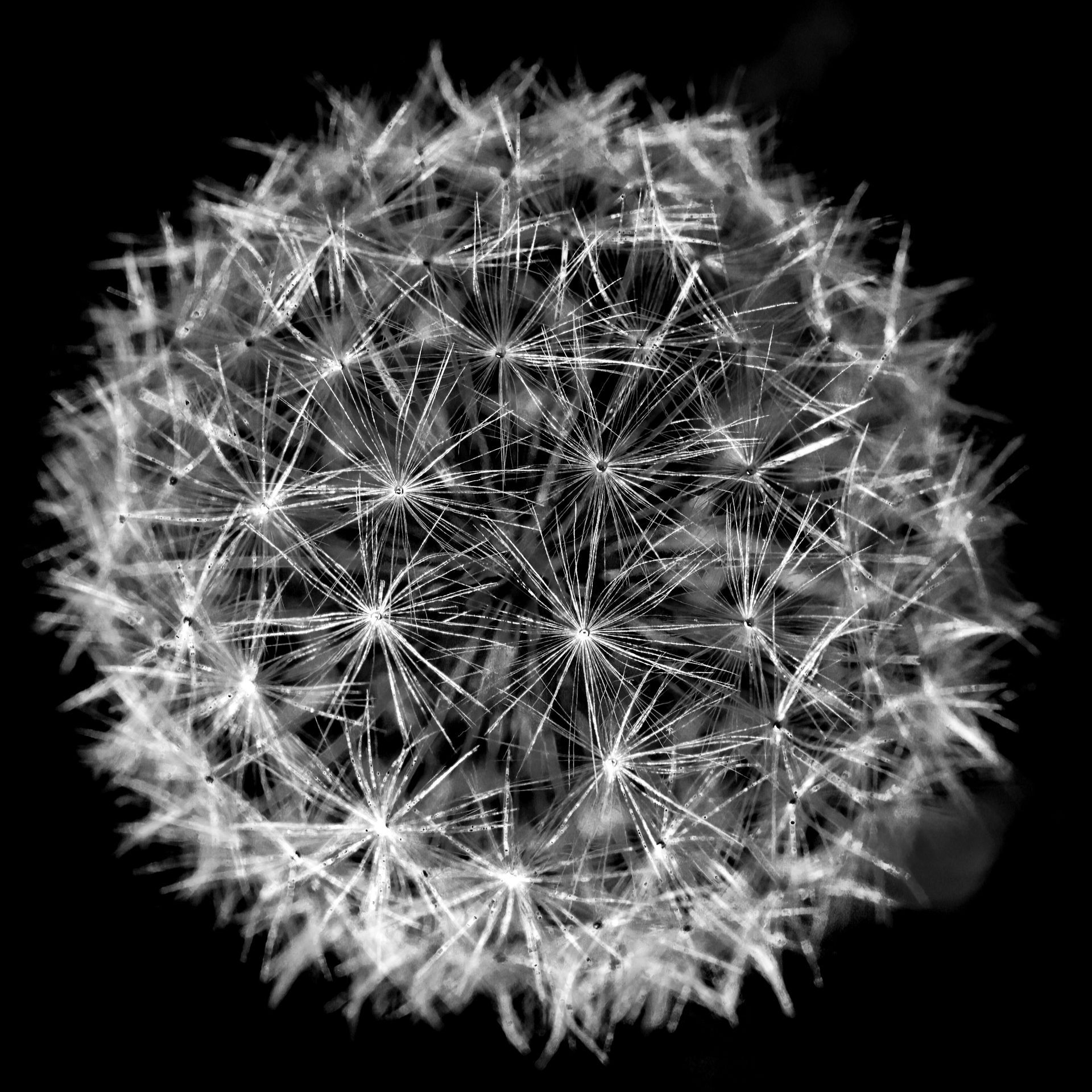 A black and white photo of a dandelion on a black background.