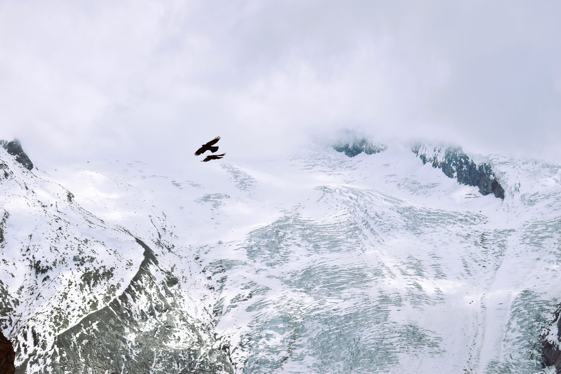 a bird is flying over a snowy mountain .