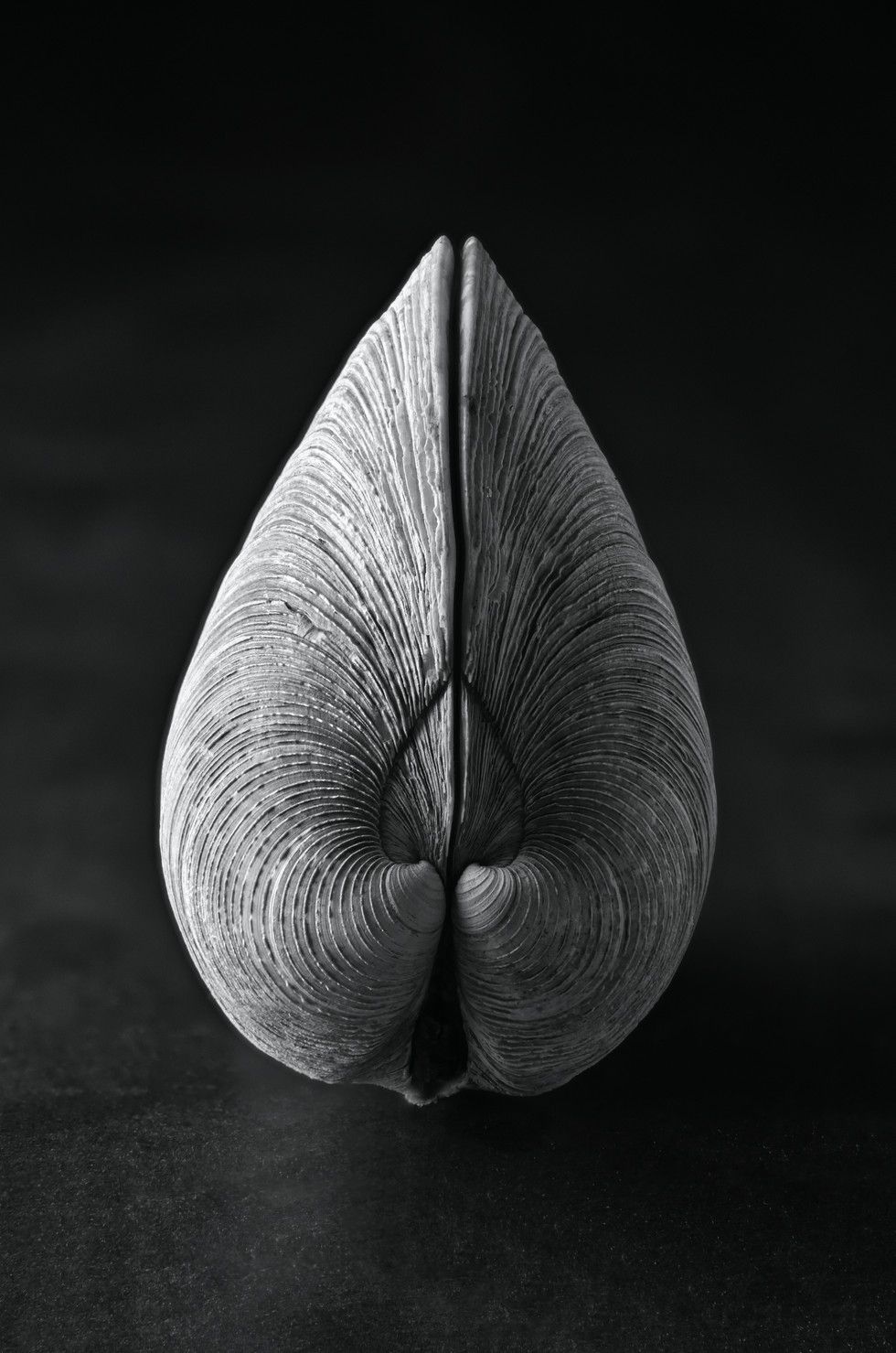 FIRST PLACE. Clay Tarver Clam