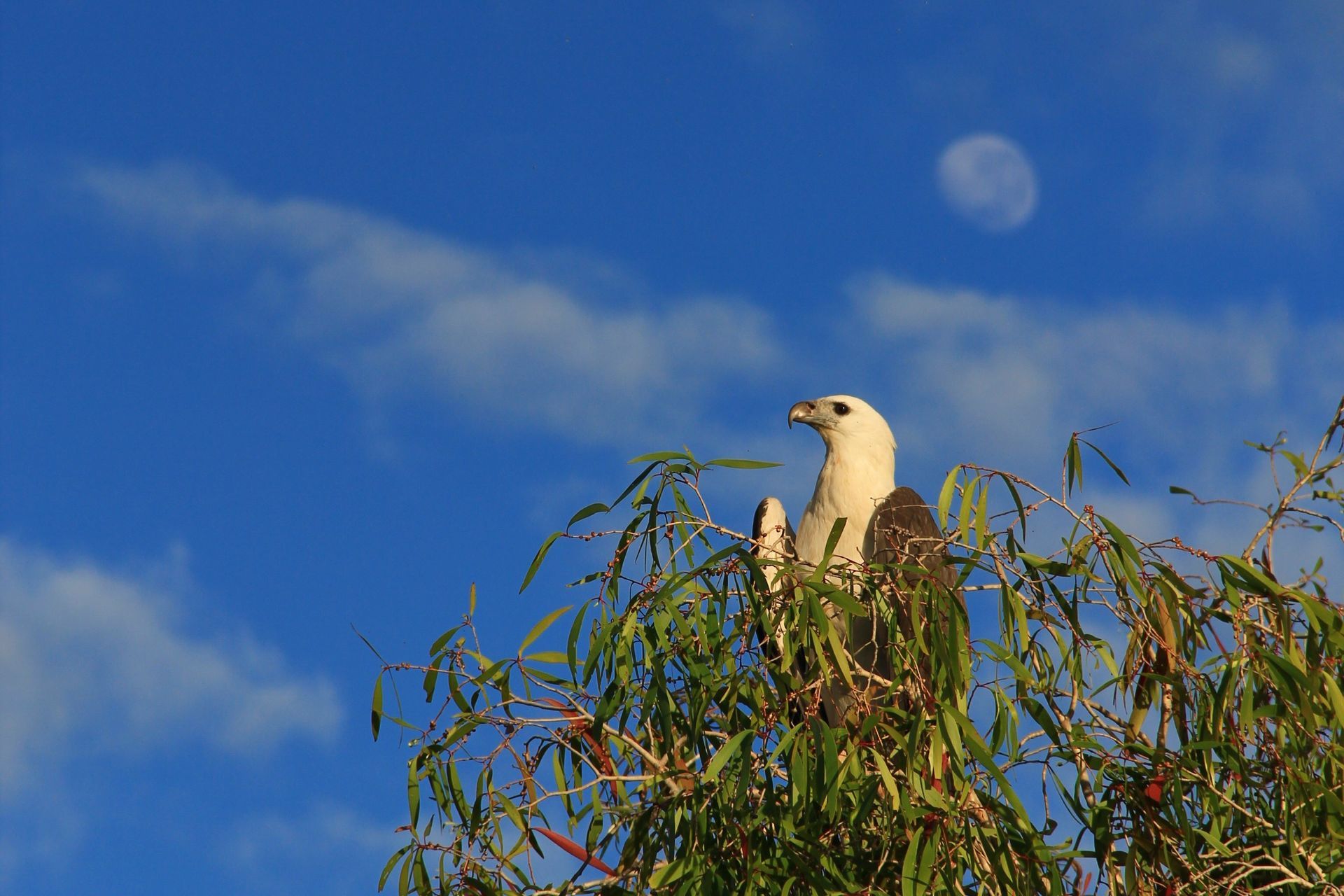 A white bird is perched on top of a tree branch.