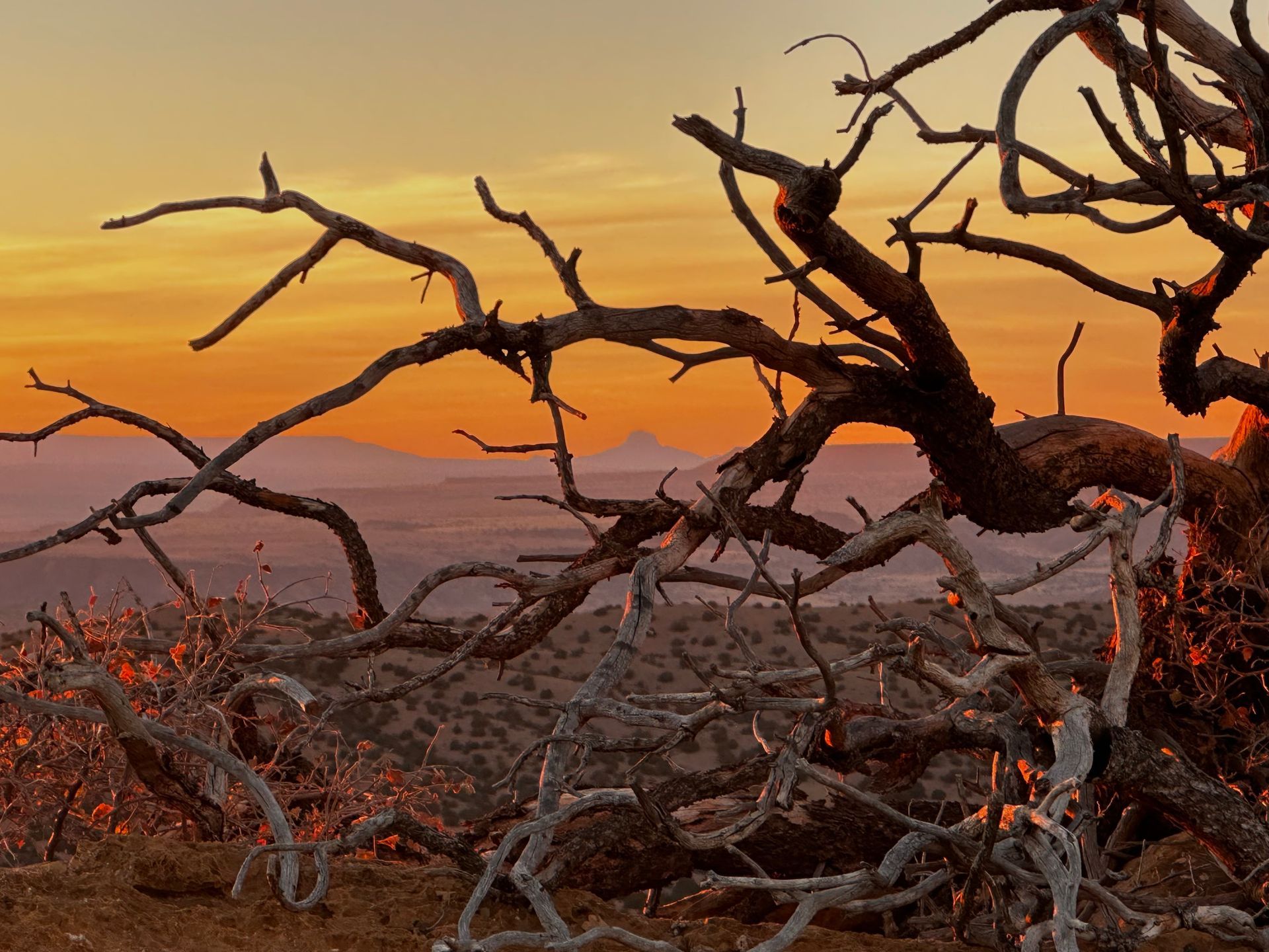 a tree with a lot of branches and a sunset in the background