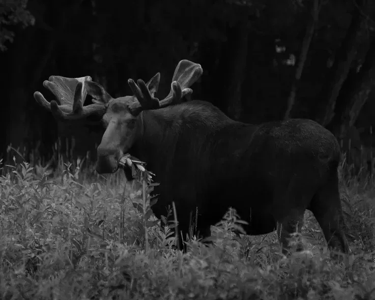 Cheryl Patterson Heavy Lies the Crown.jpg