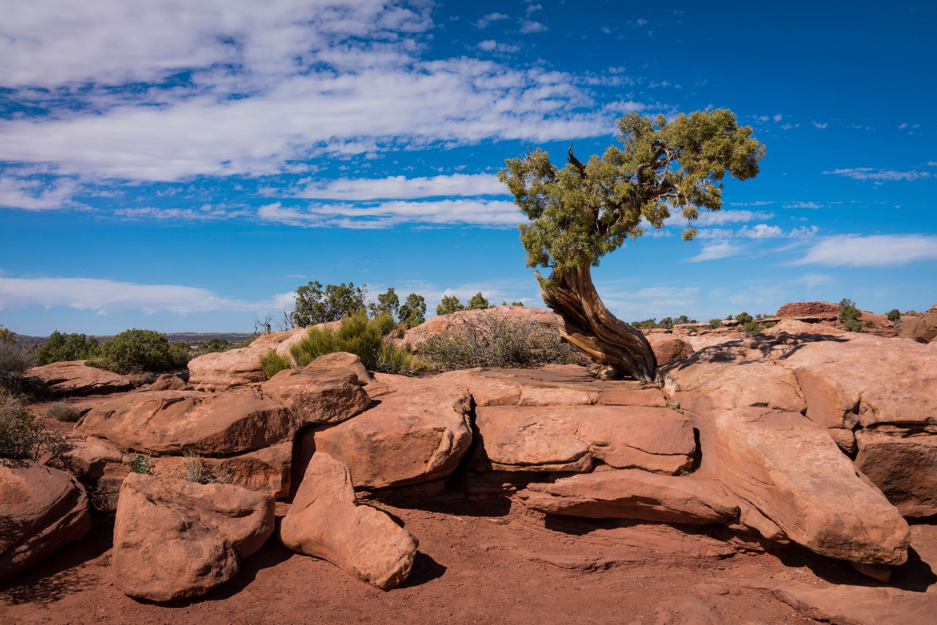 A tree is growing out of a rock in the desert.