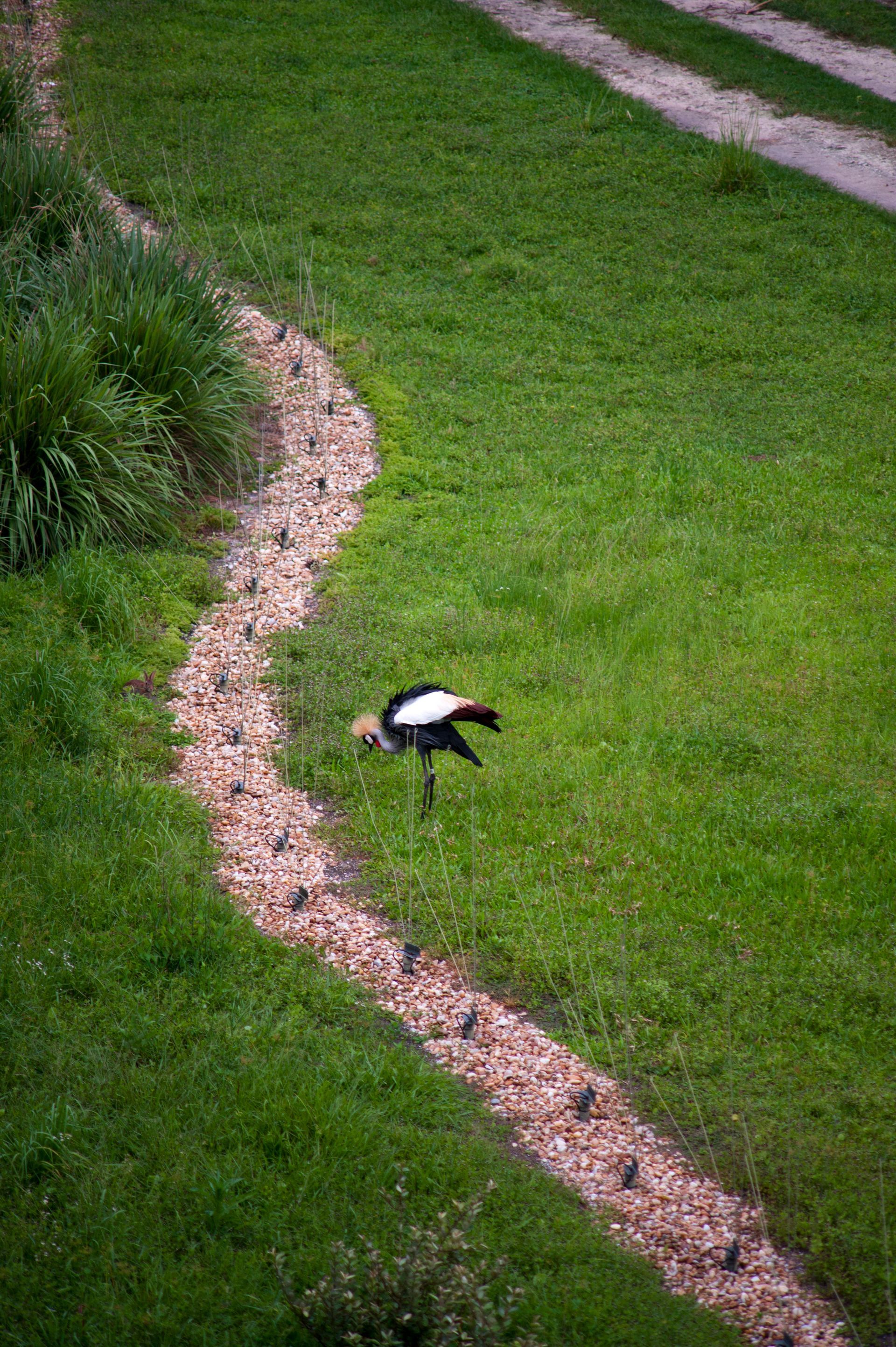 A bird is standing on a rocky path in the grass.