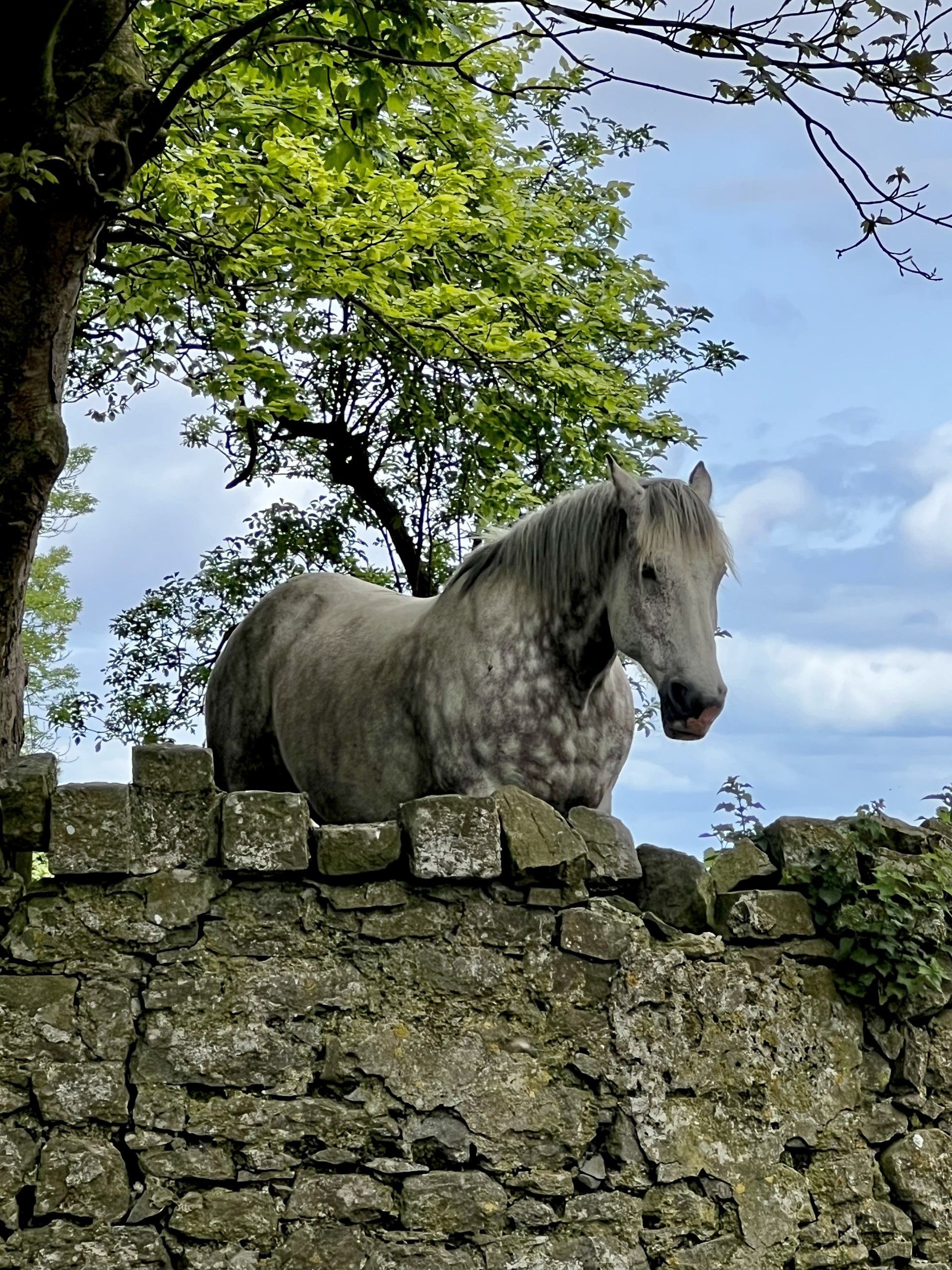 A horse is standing on a stone wall under a tree.