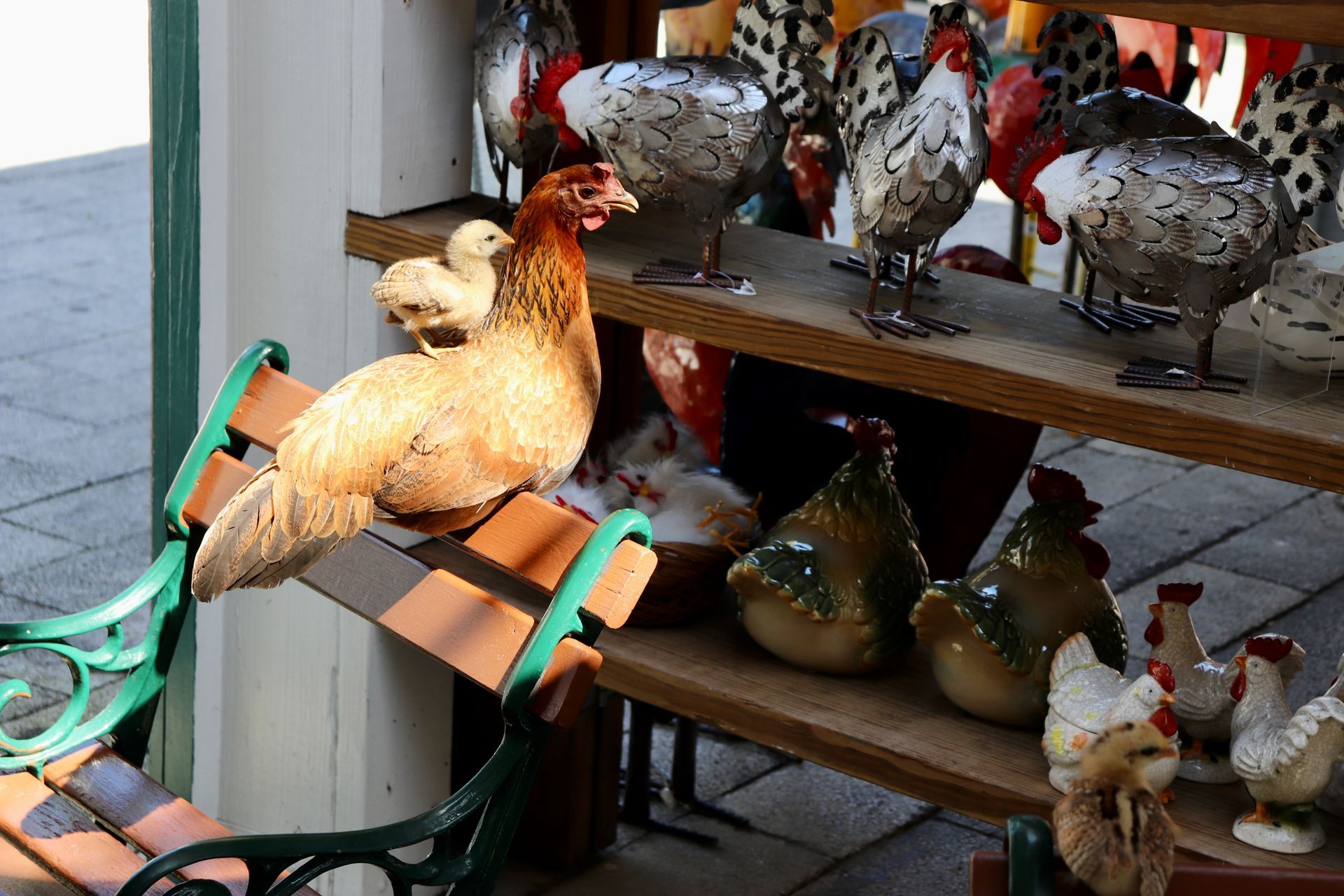A chicken is sitting on a bench next to a shelf of chicken figurines