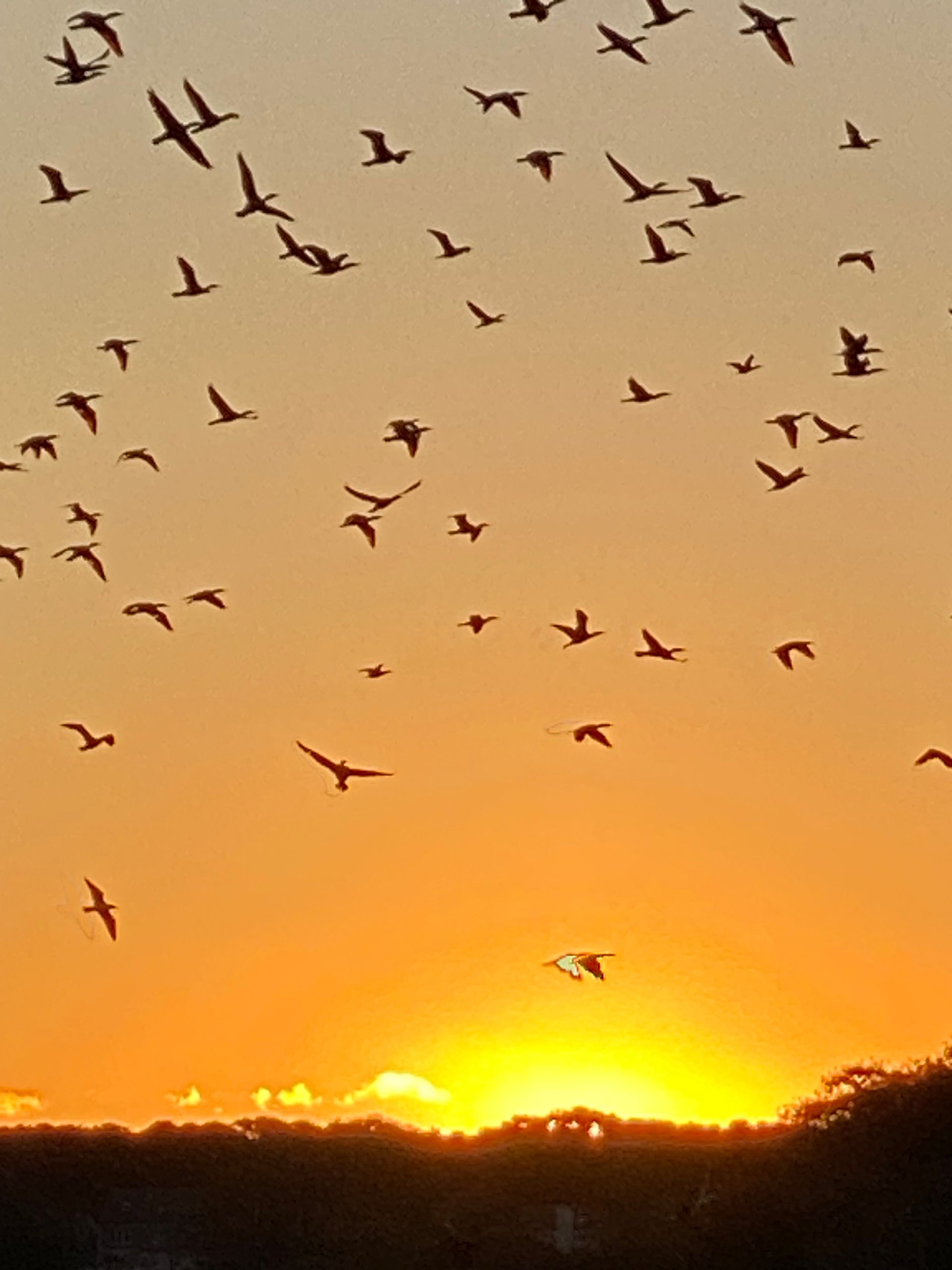 a flock of birds flying in the sky at sunset