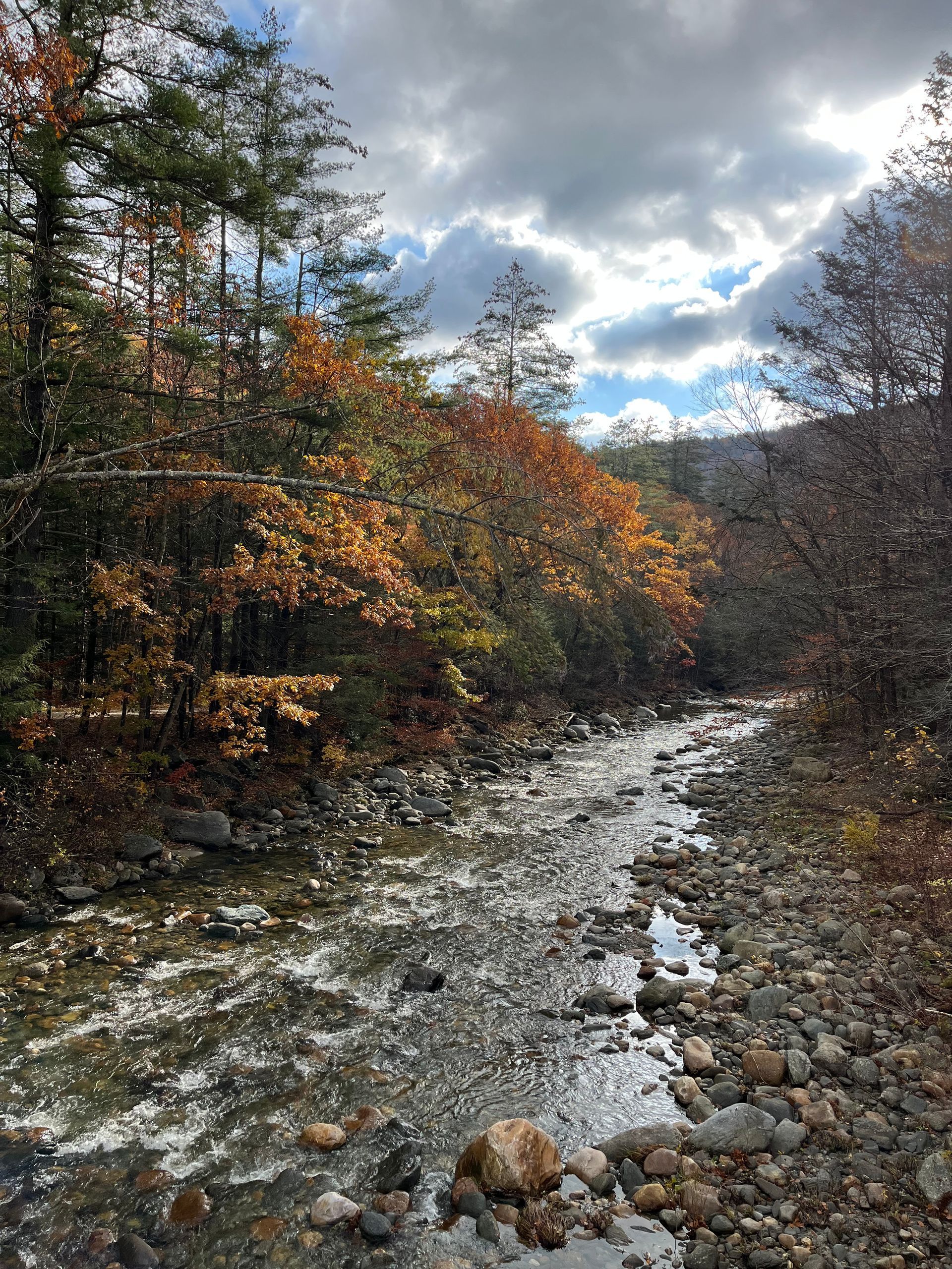 a river runs through a forest on a cloudy day .
