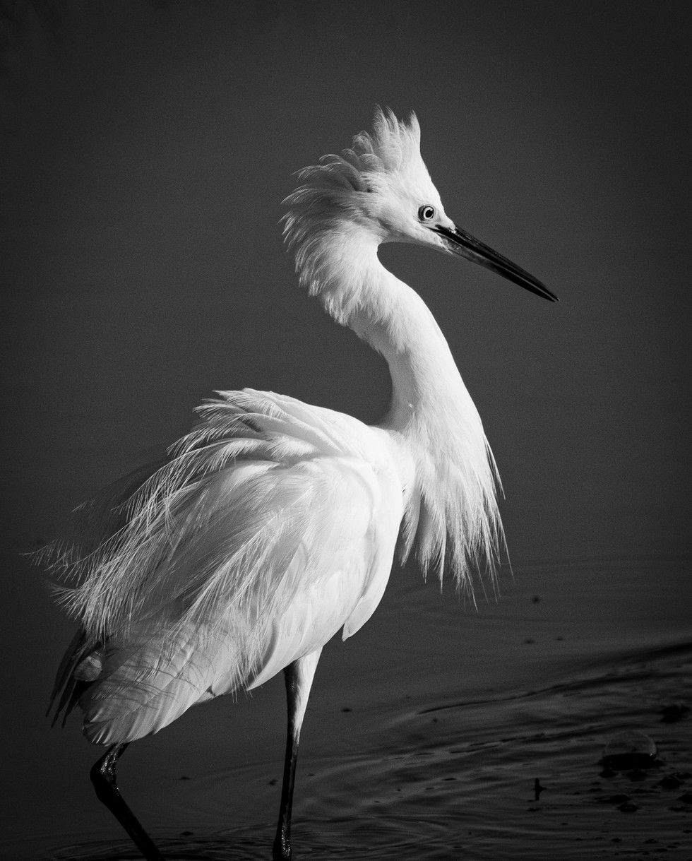 SECOND PLACE Kimberly Robbins No Egrets