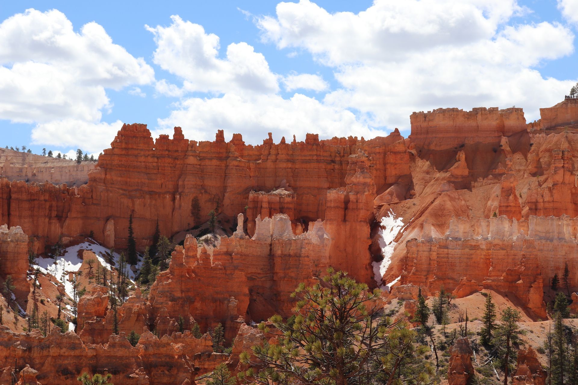 A view of a canyon with trees in the foreground